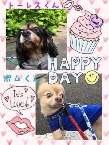 トーレス・ポム