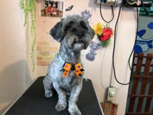 ムクハロウィン